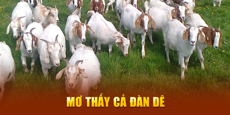 Mơ thấy cả đàn dê 